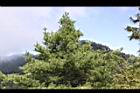 台灣華山松32.jpg
