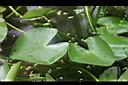 台灣萍篷草-葉02.jpg