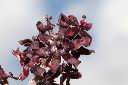 台灣藜蘆-花17.JPG