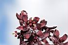 台灣藜蘆-花19.JPG