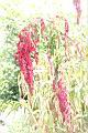 紅藜-果穗02.JPG