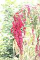 紅藜-果穗04.JPG