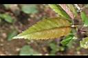 台灣蘋果-嫩葉01.JPG