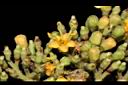 台灣蝴蝶花-兩性花00.JPG