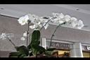 台灣蝴蝶蘭-花00.jpg