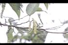 台灣赤楊-雄花序26.jpg