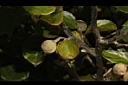 台灣野茉莉-實05.JPG