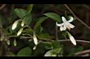 台灣野茉莉-花03.JPG
