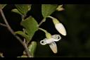 台灣野茉莉-花04.JPG