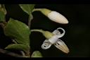 台灣野茉莉-花10.JPG