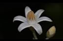 台灣野茉莉-花19.JPG