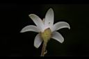 台灣野茉莉-花21.JPG