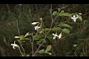 台灣野茉莉10.JPG