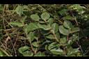 台灣野茉莉17.JPG