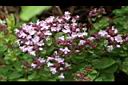 台灣野薄荷-花01.JPG