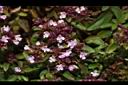 台灣野薄荷-花03.JPG