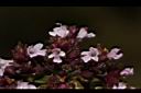 台灣野薄荷-花06.JPG