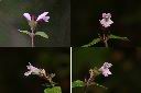 台灣野薄荷-花1.jpg