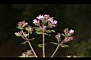 台灣野薄荷-花序00.JPG