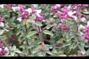台灣野薄荷-莖00.jpg