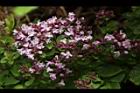 台灣野薄荷-花02.JPG