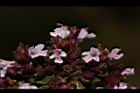 台灣野薄荷-花07.JPG