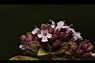 台灣野薄荷-花10.JPG