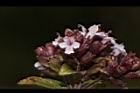 台灣野薄荷-花11.JPG