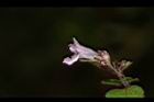 台灣野薄荷-花26.JPG