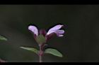 台灣野薄荷-花35.JPG
