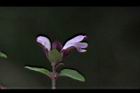 台灣野薄荷-花36.JPG