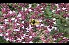 台灣野薄荷-花48.jpg