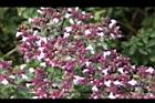 台灣野薄荷-花50.jpg