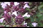 台灣野薄荷-花56.jpg
