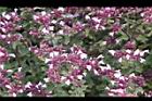 台灣野薄荷-花59.jpg