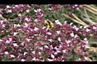 台灣野薄荷-花64.jpg