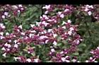 台灣野薄荷-花67.jpg