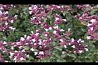 台灣野薄荷-花68.jpg