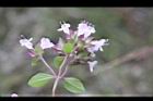 台灣野薄荷-花序10.JPG