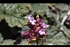 台灣野薄荷-花序12.jpg
