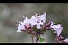台灣野薄荷-花序5.JPG