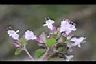 台灣野薄荷-花序6.JPG