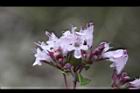 台灣野薄荷-花序7.JPG