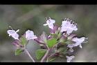 台灣野薄荷-花序8.JPG