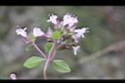 台灣野薄荷-花序9.JPG