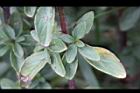 台灣野薄荷-葉07.jpg