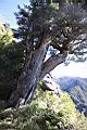 台灣鐵杉-玉山03.jpg