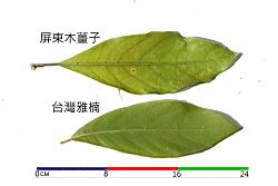 屏東木薑子-葉10.JPG