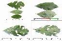 台灣雅楠-葉1.jpg