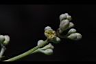 台灣雅楠-花06.JPG